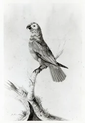 Um papagaio, 1786
